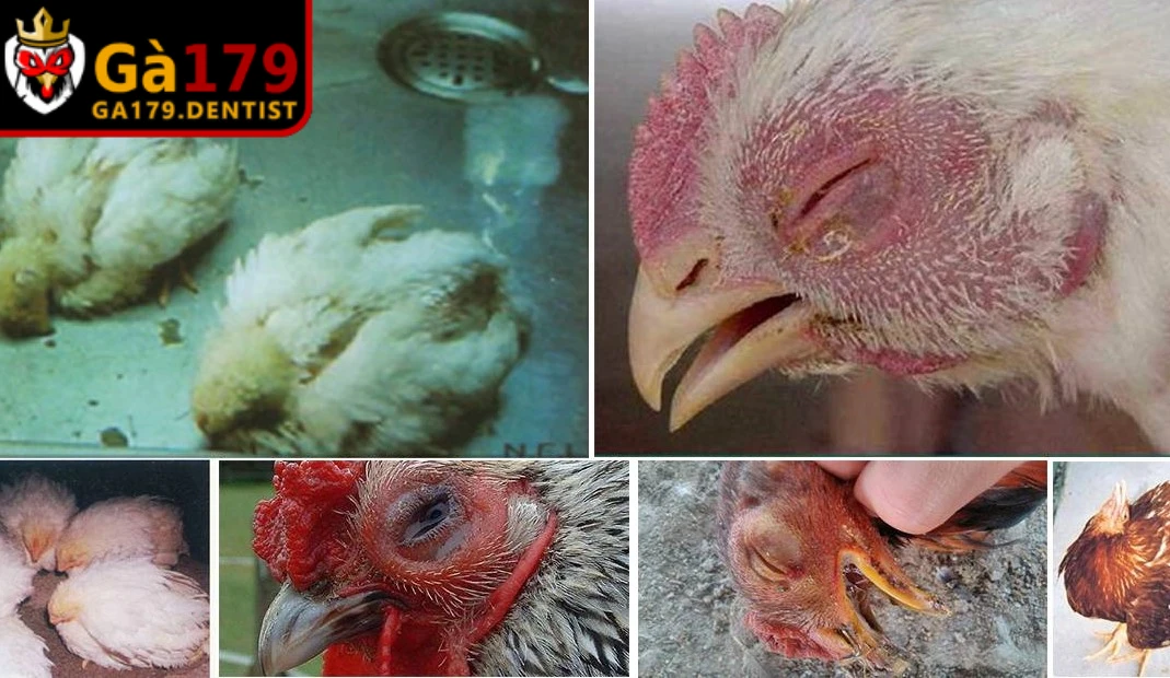 Lý do cần tìm hiểu các bệnh thường gặp ở gà chọi