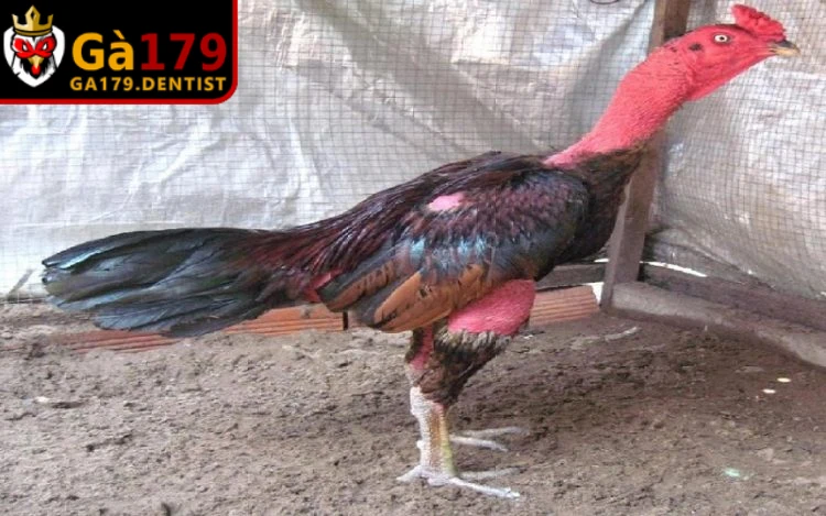 Thời tiết biến đổi thất thường là nguyên nhân gây ra bệnh thường gặp ở gà chọi