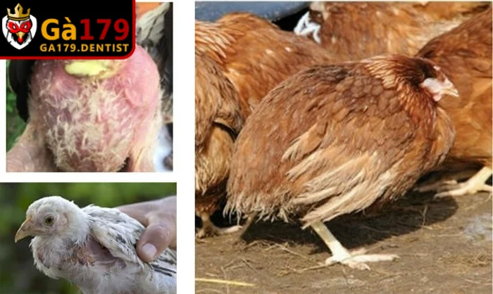 Vấn đề tiêu hóa rất phổ biến do thức ăn không đảm bảo hoặc thay đổi đột ngột
