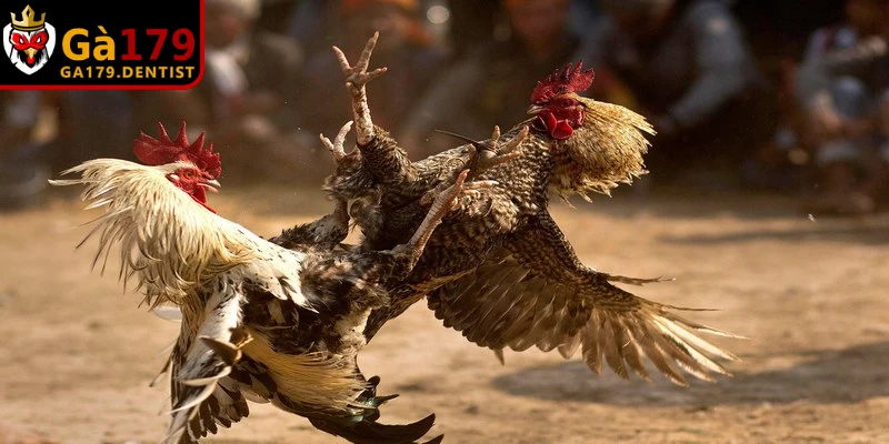 Đá gà cựa sắt là nơi các chiến kê được trang bị thêm vũ khí sắc bén vào chân