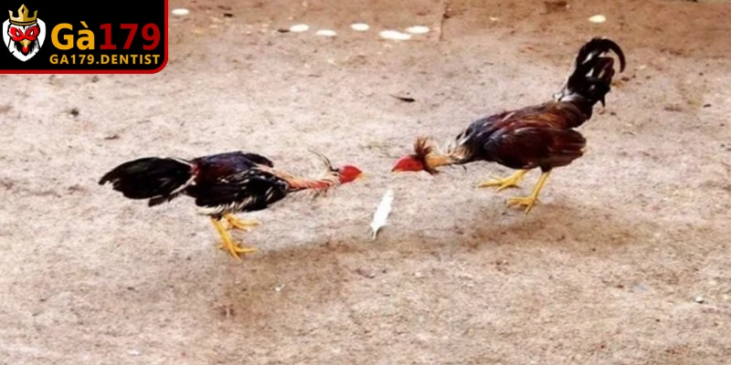 Cách chơi đá gà luôn cuốn dẫn nhờ sự kịch tính và thú vị