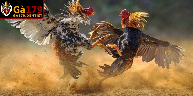 Một trong những cách nuôi chiến kê chân mạnh tốt là om bóp bằng rượu nghệ