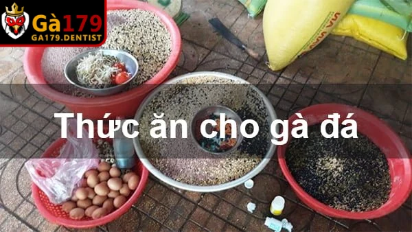 Áp dụng cách nuôi gà đá không bị hốc  là xây dựng chế độ ăn uống khoa học 