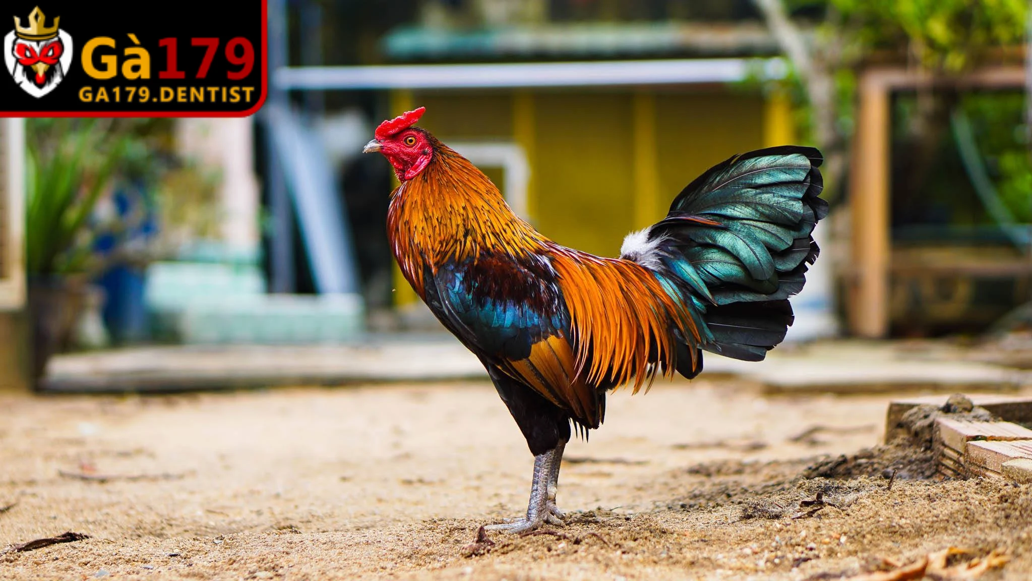 Kiểm tra sức khỏe gà thường xuyên giúp phát hiện sớm những dấu hiệu bất thường