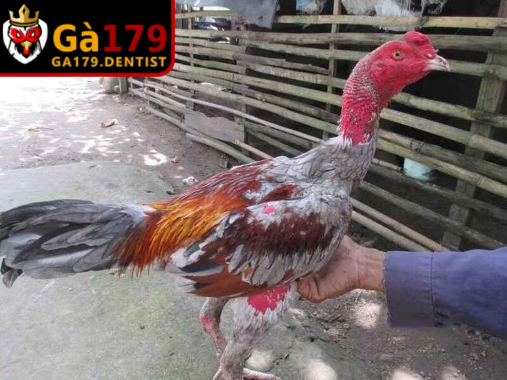 Tìm hiểu nguyên nhân khiến gà đá bị hốc