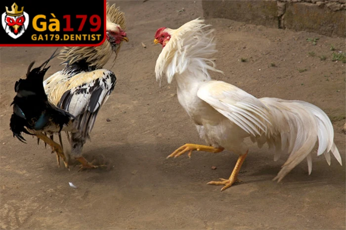 Nghỉ ngơi đóng vai trò quan trọng giúp gà phục hồi thể lực và phát triển cơ bắp