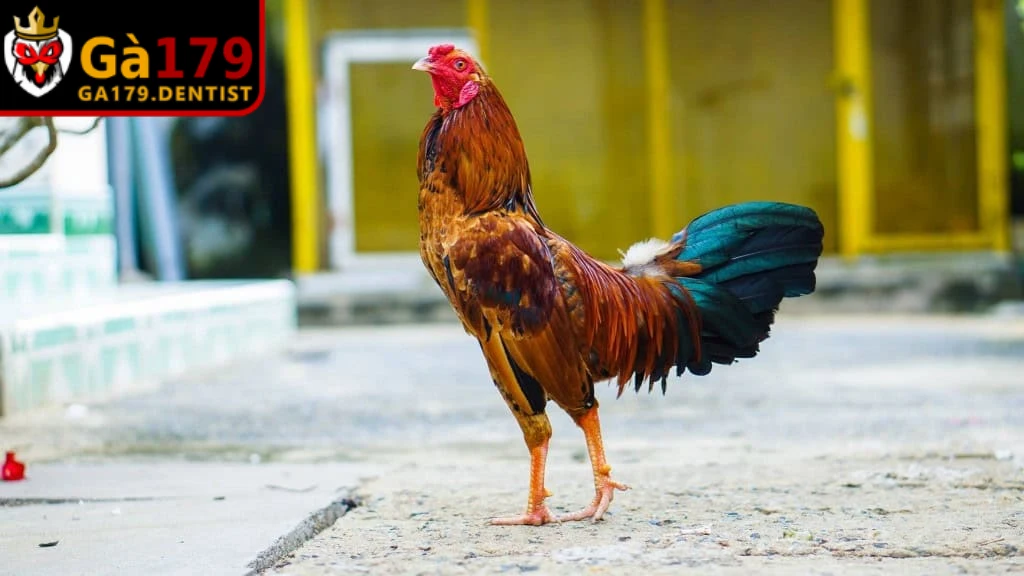 Vần đòn là phương pháp giúp gà làm quen với va chạm