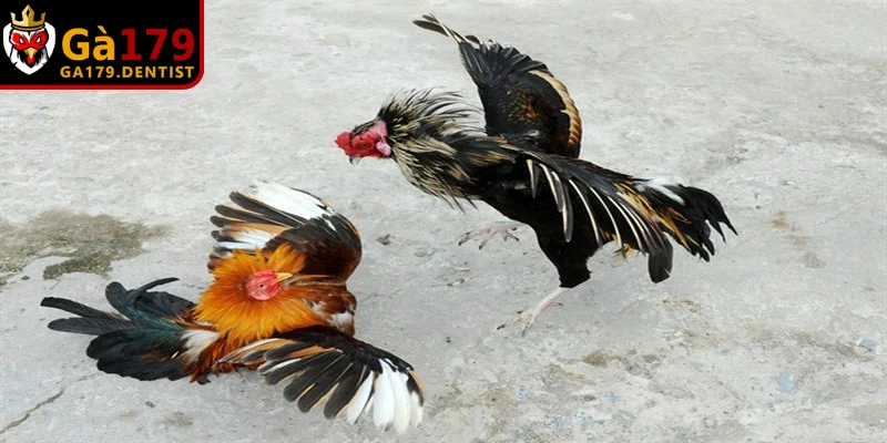Bí kíp kết hợp màu lông và ngày giờ xuất hành chuẩn xác