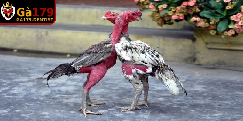 Kinh nghiệm thực tế khi chọn gà đá cựa sắt hữu ích