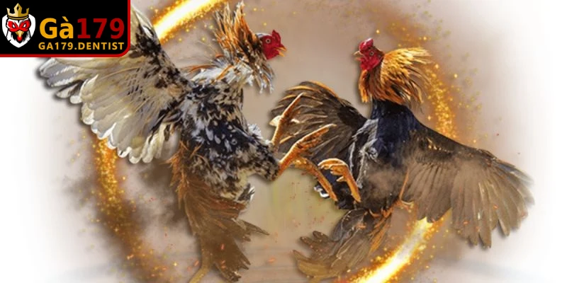 Kinh nghiệm chọn chiến kê hay là đánh giá kỹ năng qua đòn lối