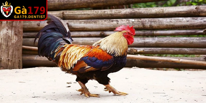 Lưu ý quan trọng khi dùng thuốc điều trị bệnh ORT trên gà
