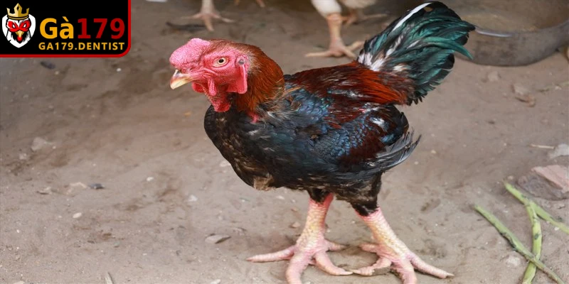 Bệnh ORT trên gà có nguy cơ lây lan nhanh và tỷ lệ tử vong cao