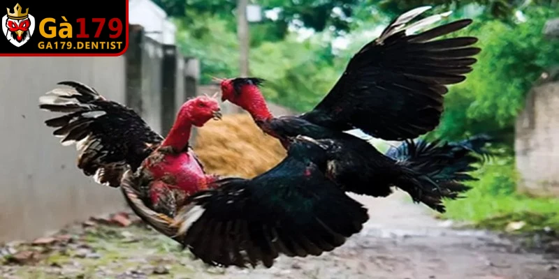 Lợi ích khi theo dõi top trang đá gà trực tiếp uy tín cho người chơi